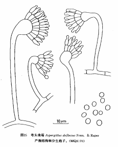 彎頭麴黴 彎頭麴黴