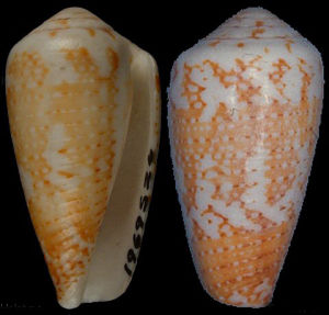 柱斑芋螺 柱斑芋螺