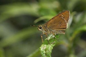 盒紋孔弄蝶 盒紋孔弄蝶