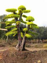 榆樹（興山榆）U12