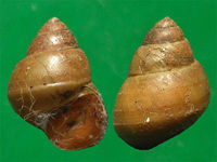 角形環棱螺 角形環棱螺