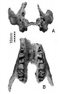 長鼻目祖先的頭骨，竟只有數厘米長