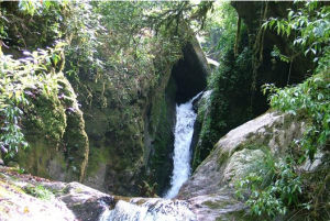 會山森林自然保護區 會山森林自然保護區