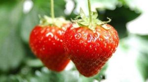 趙屯揚揚草莓園