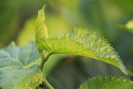 桑葉[桑科桑屬植物]