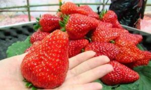 北京鑫古城農家樂旅遊觀光園 北京鑫古城農家樂旅遊觀光園