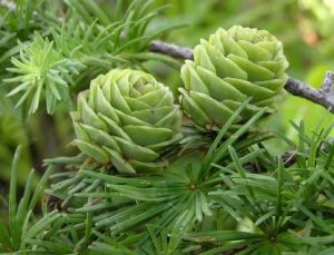 落葉松屬的果實