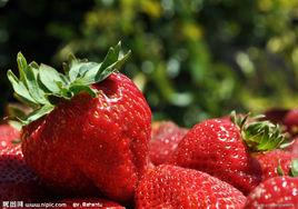 常年紅草莓 常年紅草莓
