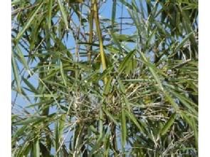 湖南玉山竹 湖南玉山竹