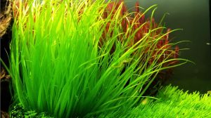 怒江挖耳草 怒江挖耳草