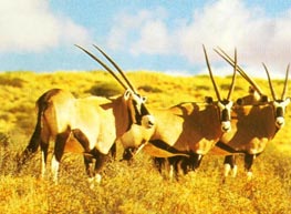 （圖）Kgalagadi 跨國公園內有大羚羊