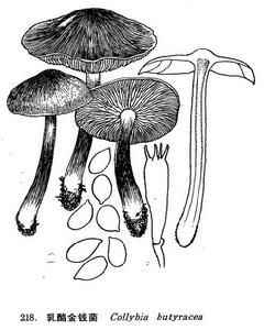 乳酪狀金錢菌 乳酪狀金錢菌