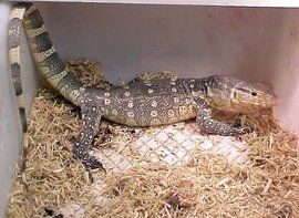 尼羅河巨蜥 尼羅河巨蜥