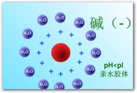 蛋白質膠體 蛋白質膠體