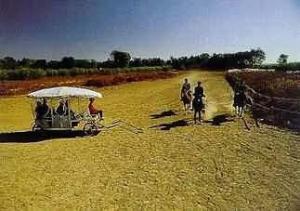 楊柳青森林公園