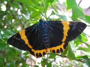 橙帶藍尺蛾-鱗翅目