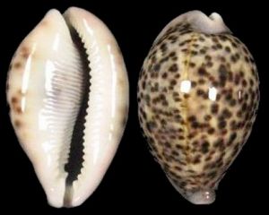 花豹寶螺 花豹寶螺