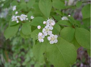 無毛刺葉石楠 無毛刺葉石楠