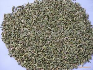 甜茴香籽 甜茴香籽