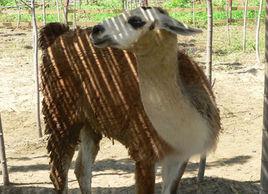 瑞爾動物莊園 瑞爾動物莊園