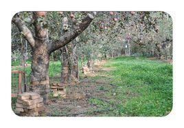 樹木滴灌 樹木滴灌