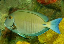 小帶刺尾魚 小帶刺尾魚