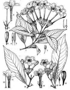 雞冠滇丁香 雞冠滇丁香