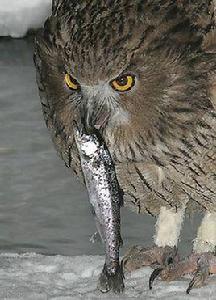 毛腿漁鴞 毛腿漁鴞