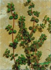 易武崖爬藤 易武崖爬藤