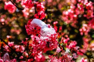 料峭春寒 料峭春寒