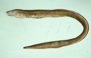 長吻前肛鰻 長吻前肛鰻
