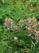 短盔馬先蒿 短盔馬先蒿