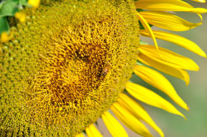 《盛開的向日葵》