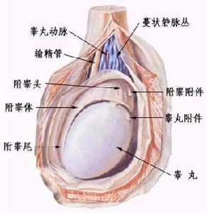 泌尿道感染