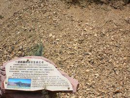 筇竹寺組 筇竹寺組