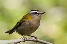 普通火冠戴菊指名亞種 普通火冠戴菊指名亞種