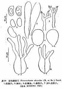 異色刺皮耳 異色刺皮耳