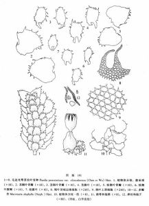 毛邊光萼苔齒葉(變種) 毛邊光萼苔齒葉(變種)