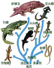 泥盆紀----魚類時代