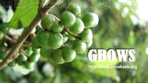 狹葉忍冬 狹葉忍冬