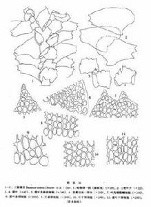 三裂鞭苔 三裂鞭苔