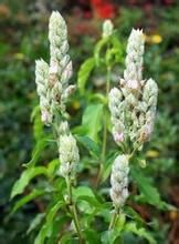 貴州肖籠雞 貴州肖籠雞