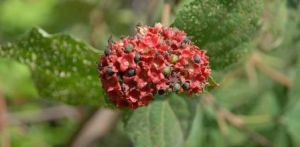 雲南常山 雲南常山