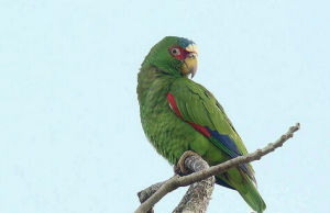 白頂亞馬遜鸚鵡