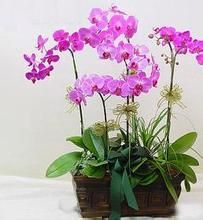 指甲蘭亞族 指甲蘭亞族