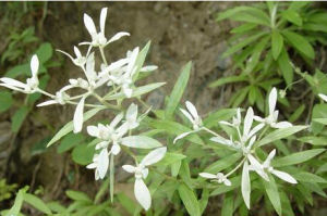 厚茸薄雪火絨草 厚茸薄雪火絨草