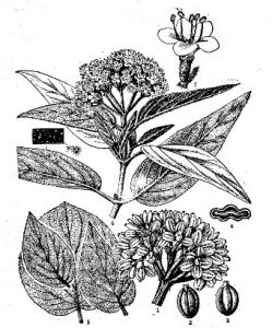 醉魚草狀莢蒾 醉魚草狀莢蒾