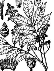 小果鷓鴣花 小果鷓鴣花