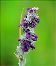 寬花紫堇 寬花紫堇