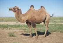 長眉駝 長眉駝